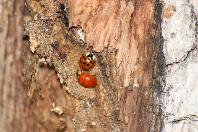 Harmonia axyridis